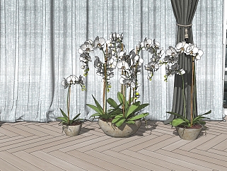 蝴蝶兰盆栽植物装饰植物摆件兰花su草图模型下载