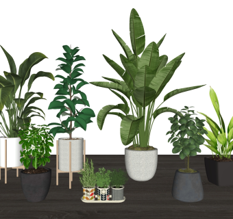 盆栽植物 摆件植物 组合 芭蕉植物绿植盆栽su草图模型下载