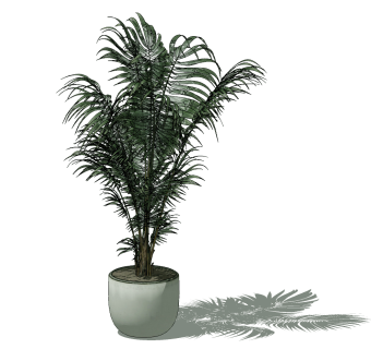 绿植散尾葵植物盆栽花盆su草图模型下载