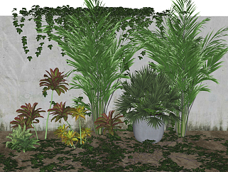 现代<em>植物景观</em>，散尾葵，藤蔓绿植植物su草图模型下载