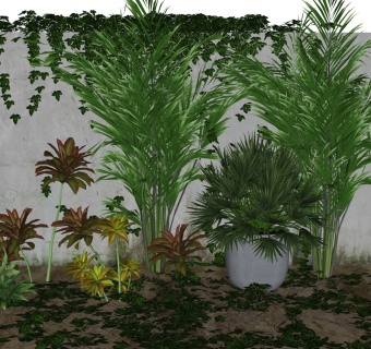 现代植物景观，散尾葵，藤蔓绿植植物su草图模型下载