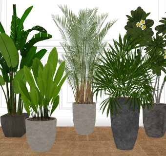 现代盆栽绿植，散尾葵