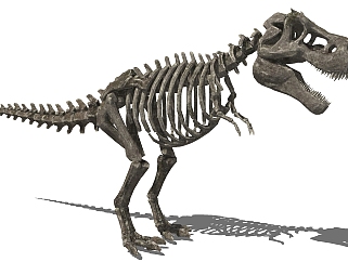 现代恐龙骨架