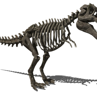 现代恐龙骨架