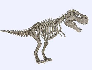现代恐龙骨架