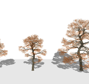 现代树，松柏树