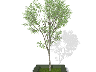树，<em>树池</em>su草图模型下载