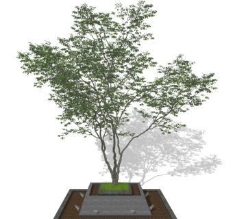 树，树池su草图模型下载