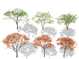 现代树,枫树su草图模型下载