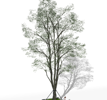 现代树su草图模型下载