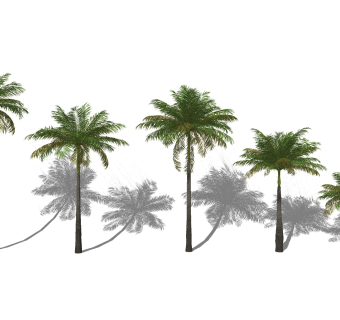 热带植物椰子树su草图模型下载