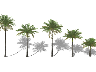 热带植物椰子树su草图模型下载