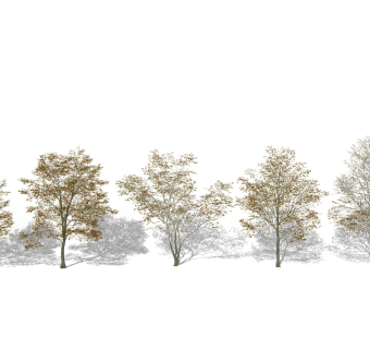 黄叶，秋景秋季树su草图模型下载