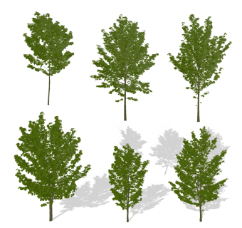 现代树，银杏树su草图模型下载