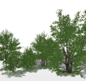 现代树，绿植树su草图模型下载