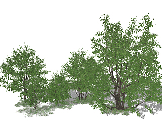 现代树，绿植树su草图模型下载