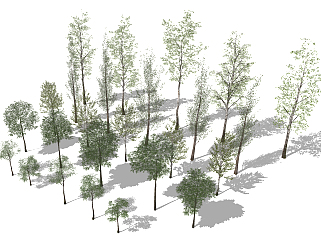 现代树，白杨树su草图模型下载