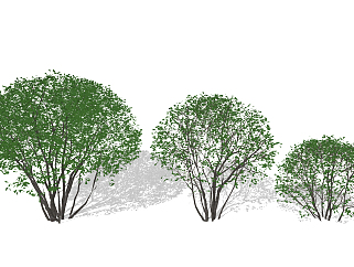 现代树，<em>灌木</em>，冬青球状树su草图模型下载