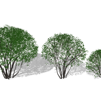 现代树，灌木，冬青球状树su草图模型下载