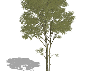树木，树su草图模型下载