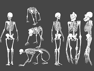 人体骨骼su草图模型下载