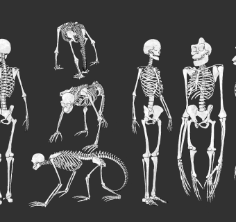 人体骨骼su草图模型下载