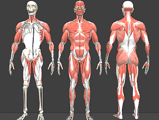 现代医用人体<em>肌肉</em>构造su草图模型下载