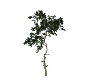 现代树 su草图模型下载