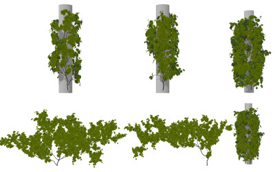 现代爬墙虎植物藤蔓su草图模型下载