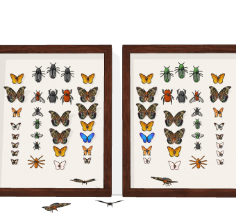 现代蝴蝶昆虫标本挂件su草图模型下载