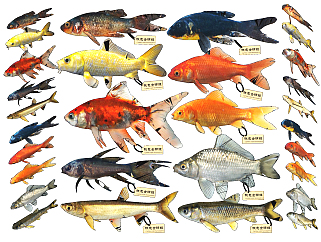 现代鱼标本su草图模型下载