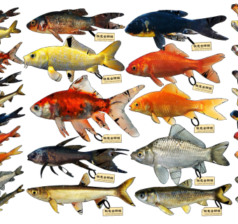 现代鱼标本su草图模型下载