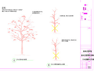 乔木冠幅形态示意图CAD景观图纸