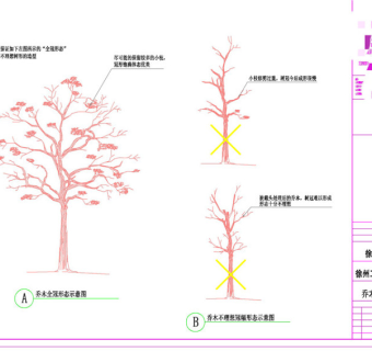 乔木冠幅形态示意图CAD景观图纸