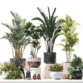现代植物盆栽3d模型