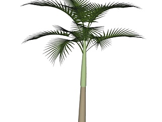 现代<em>椰子树</em>su模型