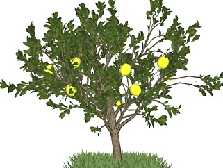 现代水果树su模型