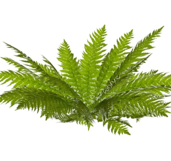 现代花草su模型