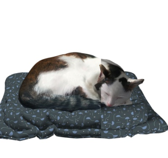 现代猫咪su模型