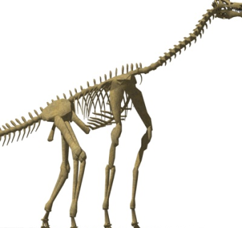 现代恐龙化石摆件su模型