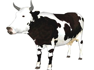 现代奶牛su模型