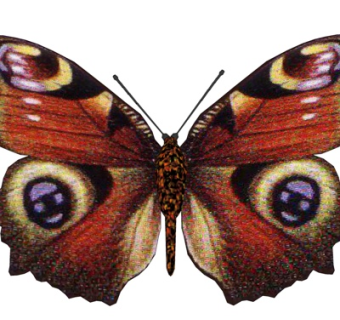 现代彩色蝴蝶su模型