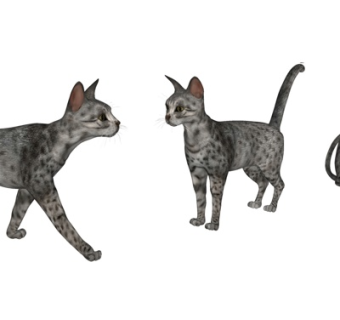 现代斑点猫su模型