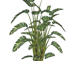 现代<em>芭蕉</em>植物su模型