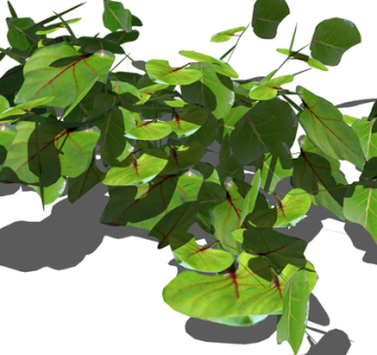 现代绿植花草su模型