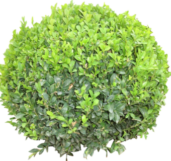 现代景观绿植su模型