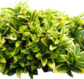 现代景观绿植su模型