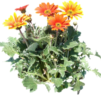 现代绿植花卉su模型