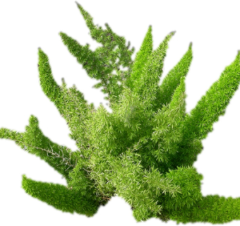 现代绿植花草su模型