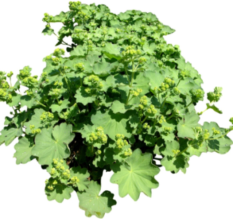 现代绿植花卉su模型